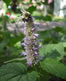 agastache